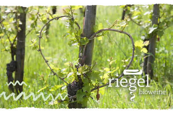 Teaser Mail Rebherz Riegel Bioweinrnte
