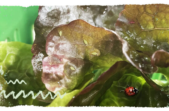 Mail teaser Witterung Läuse