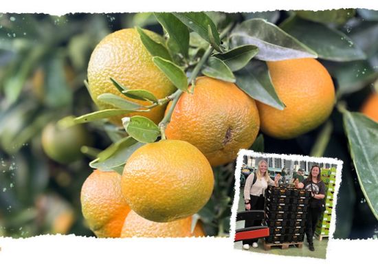 Biosybaris Clementinen