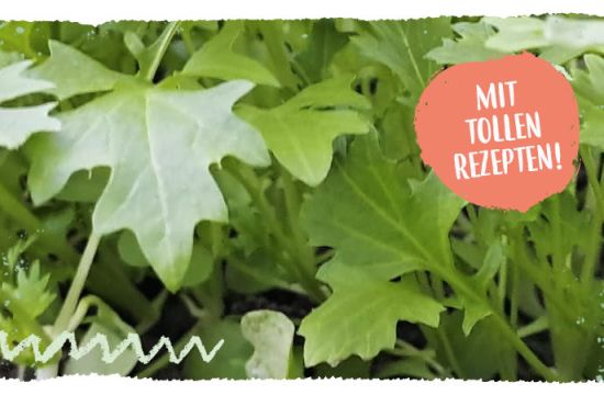 Teaser mail Warenkunde Stielmus