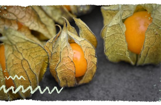 Teaser mail WissensSnack2Go Physalis