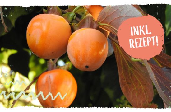 Teaser Warenkunde Mandarine Clementine