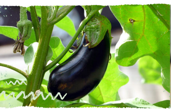 Warenkunde Auberginen