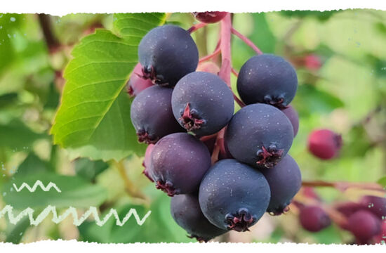 Mail Teaser Felsenbirne