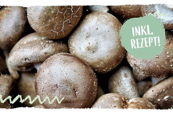 Teaser mail Warenkunde Shiitake