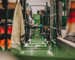 Online Kurs Gemüsefermentation