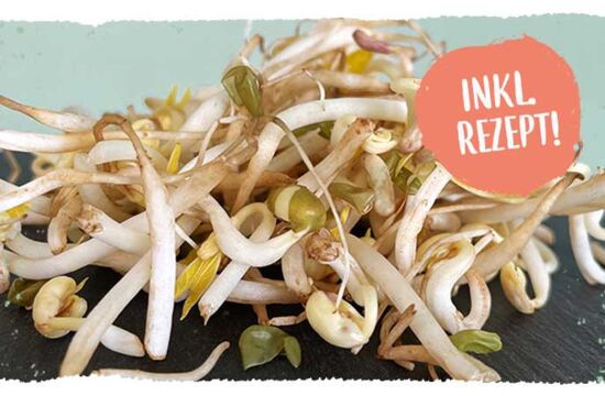 Warenkunde Sprossen und Keimlinge