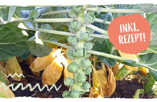 Teaser Warenkunde Rosenkohl