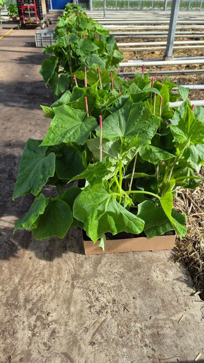 Produktfoto zu Schlangengurken-Jungpflanze, veredelt