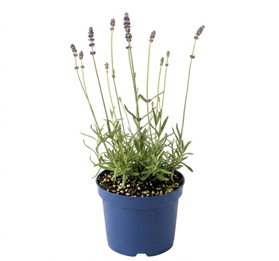 Produktfoto zu Lavendel-Jungpflanze