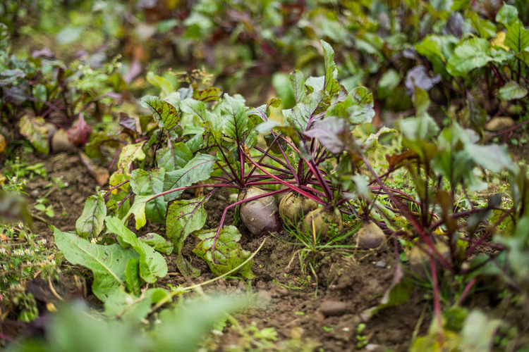 Rote Bete auf Feld