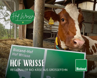 Eine braune Kuh im Stall neben einem Schild von "Hof Wrisse" mit Bioland-Logo. Text: "REGIONALER BIO-KÄSE AUS GROSSEFEHN".