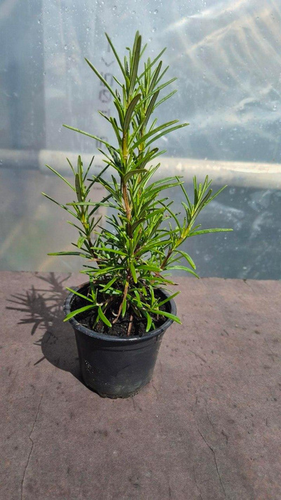 Produktfoto zu Rosmarin-Jungpflanze