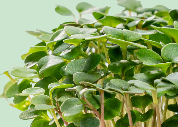 Microgreens