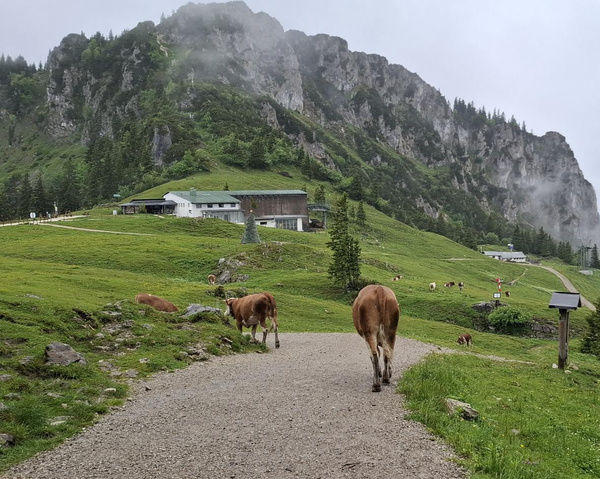 Kühe in Tirol auf Bergweg