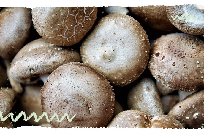 Shiitake Pilze