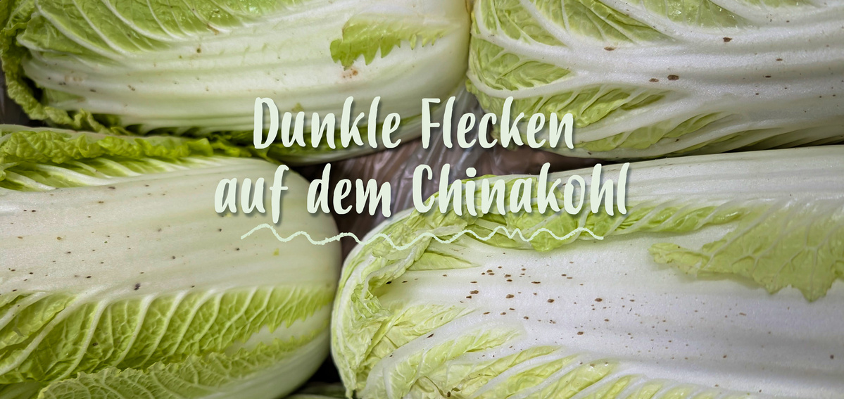 KI generiert: Chinakohl mit dunklen Flecken. Text: "Dunkle Flecken auf dem Chinakohl".