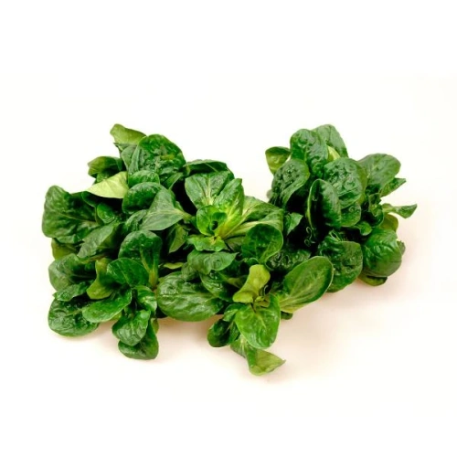 Das Bild zeigt frischen Feldsalat mit kleinen, dunkelgrünen Blättern. Der Salat ist auf einem neutralen Hintergrund platziert und wirkt knackig und frisch.