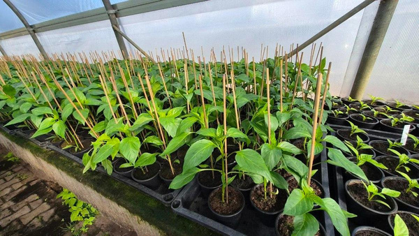 Produktfoto zu Paprika-Jungpflanze, gelb (Blockpaprika)