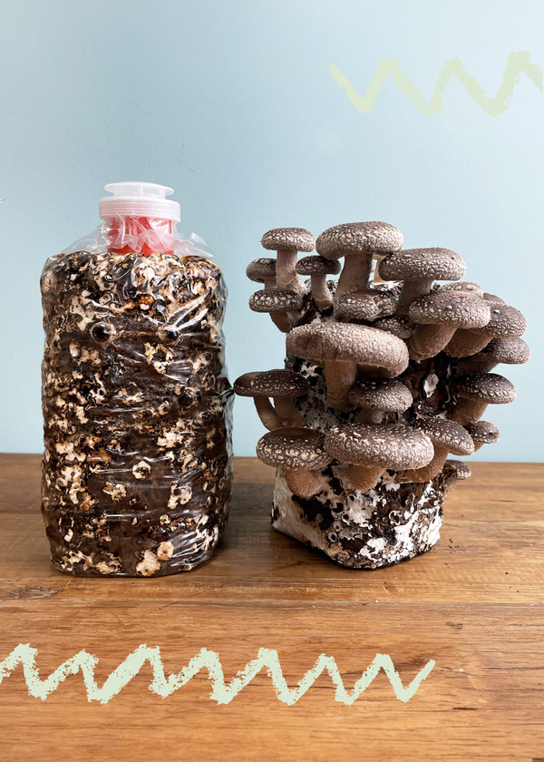 Shiitake Pilzblock zum selbstzüchten Grafthof