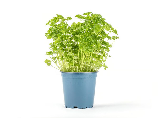 Produktfoto zu Petersilie kraus im Topf