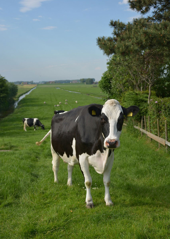 Kuh auf wiese