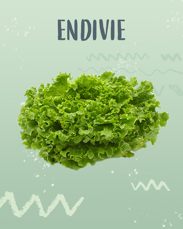 Endivie