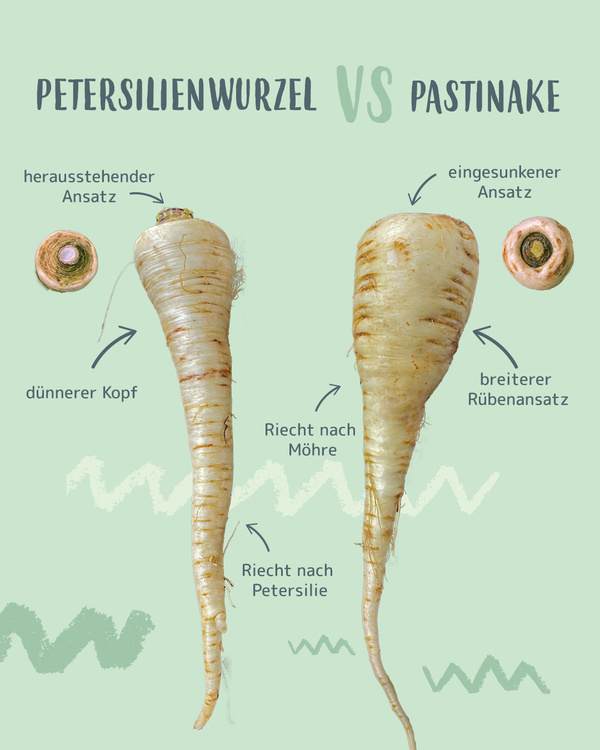 KI generiert: Vergleich von Petersilienwurzel und Pastinake mit Unterschieden in Form, Geruch und Ansatz.