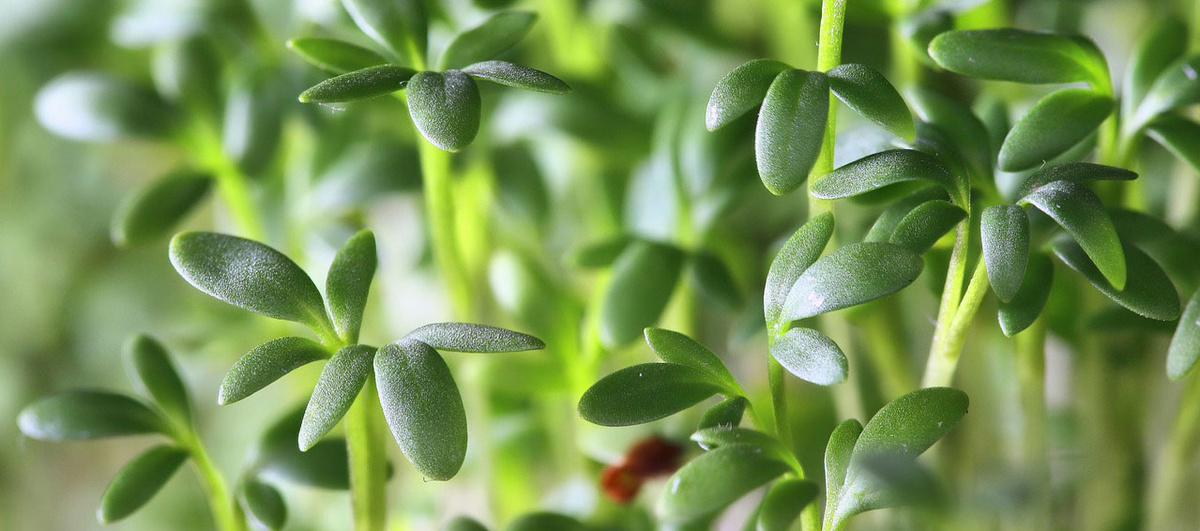 Header Microgreens