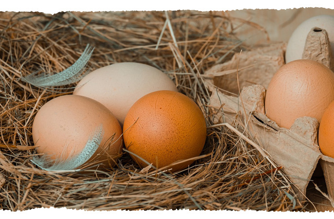verschiedenfarbene Eierschalen