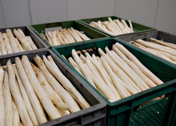 Produktfoto zu 5kg Spargel-Kiste - Hofsortierung