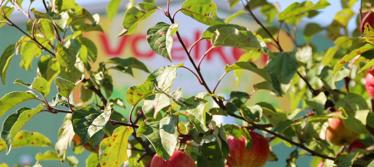 KI generiert: Ein Apfelbaum mit grünen Blättern und reifen Äpfeln im Vordergrund. Hintergrund unscharf, enthält Text.

