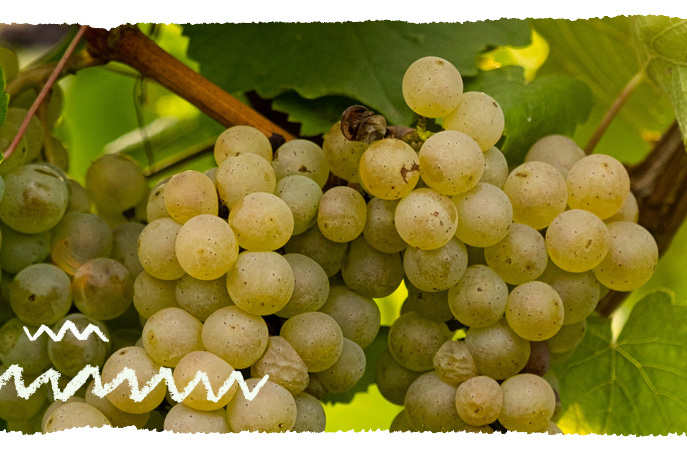 Grauburgunder