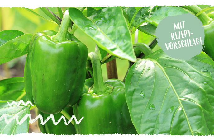 grüne Paprika am  Strauch