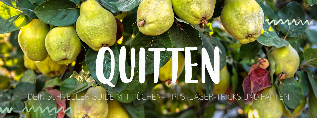 Quitten an einem Baum. Text: "Quitten. Dein schneller Guide mit Küchen-Tipps, Lager-Tricks und Fakten."