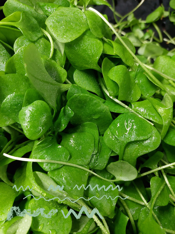 Postelein (Winterportulak) Salatblätter in Nahmaufnahme. Sie glänzen frisch und saftig.Man erkennt ihre typische Blattform und die langen, ´dünnen Stiele.