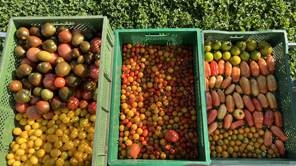 KI generiert: Das Bild zeigt drei grüne Kisten voller verschiedenfarbiger Tomaten. Die Tomaten sind in den Farben Gelb, Rot und Grün-Rot gemischt und stehen auf einer Wiese.