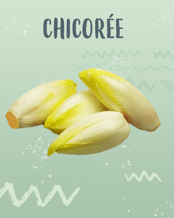 KI generiert: Das Bild zeigt mehrere Chicorée-Knospen auf einem mintgrünen Hintergrund. Der Text "CHICORÉE" ist oben im Bild zu sehen.