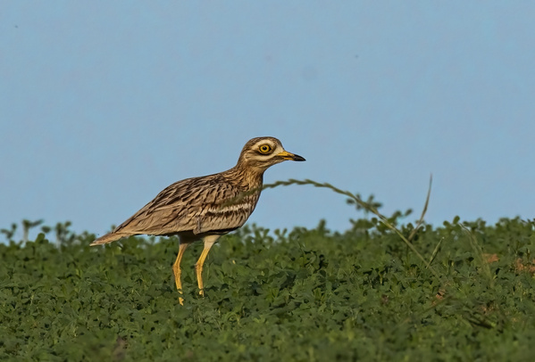 LaSelva_Vogelschutz_Bodenbrueter_Triel