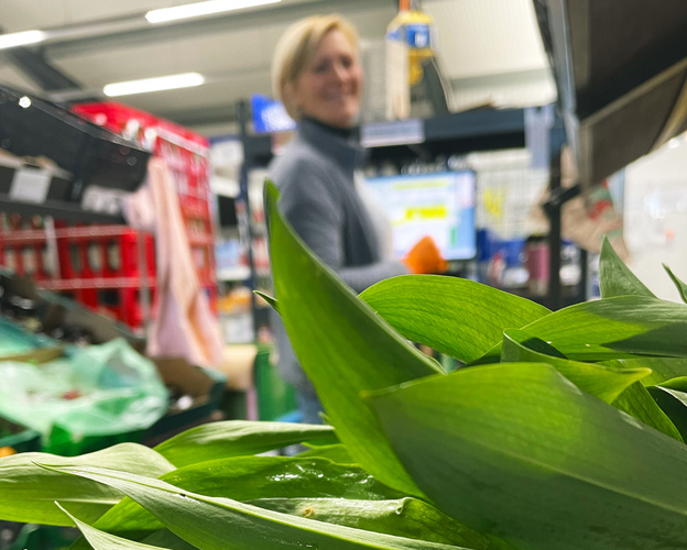 frischer Bärlauch