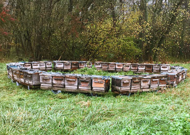 Ein Kreis aus Bienenstöcken in natürlicher Umgebung