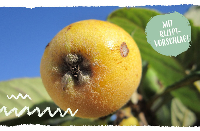 Mispel an Baum