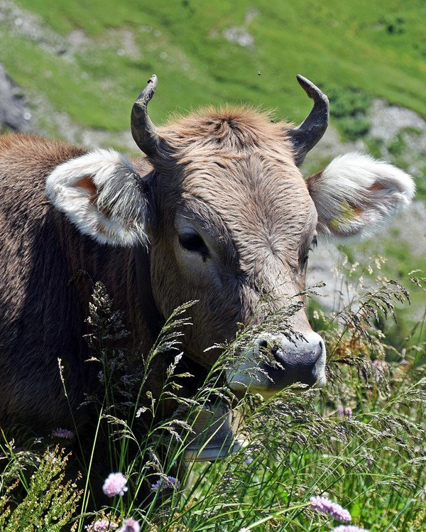 Kuh Hörner Gras