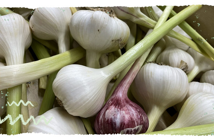 geerntetes Stielmus