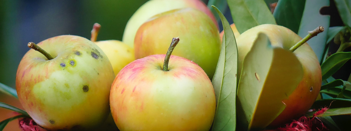 Apfel Schorf