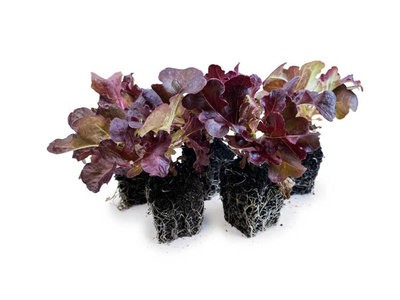 Produktfoto zu Salat Setzlinge, 5er Pack.