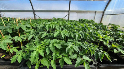 Produktfoto zu Tomaten-Jungpflanze