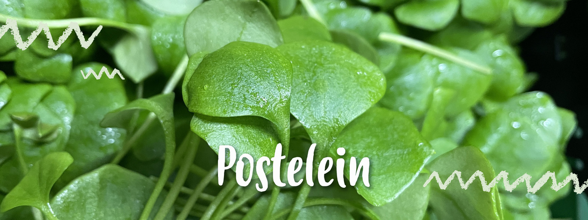 KI generiert: Das Bild zeigt eine Nahaufnahme von frischem Postelein, einer grünen Blattpflanze. Die Blätter sind saftig und grün, im Vordergrund beschriftet mit "Postelein".