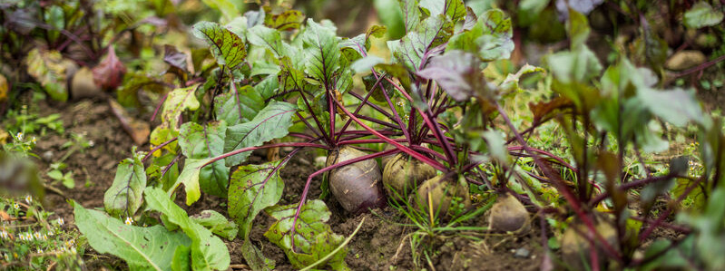Rote bete auf Feld