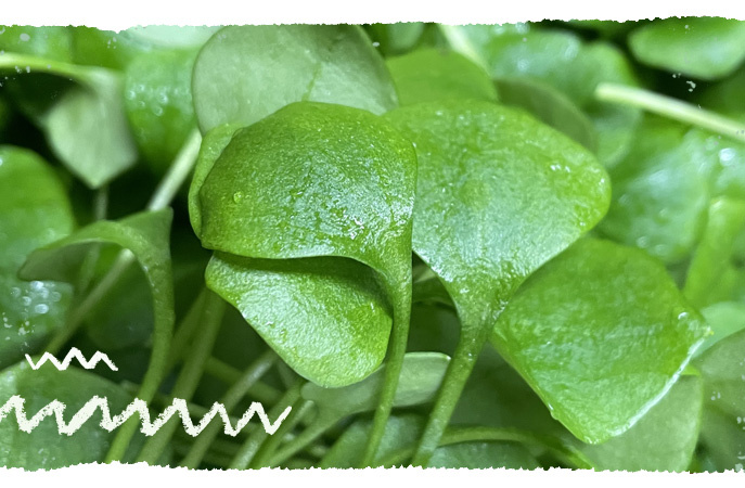 Postelein (Winterportulak) Salatblätte in nahaufnahme